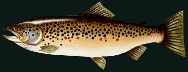 Brown Trout – Fishing for browns is most active in the early Spring as they exit the rivers and harbors. Illinois State Record 36lbs 11 1/2oz. Wisconsin State Record 35lbs 1.9oz. Indiana State Record 24.18lbs