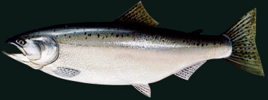 Coho Salmon (Silver) – The Coho fishing is best Late April – June, when limits (5 per person) can be caught. As Spring ends and Summer starts we catch less Coho but they get bigger! Illinois State Record 20lbs 9oz. Wisconsin State Record 26lbs 2oz. Indiana State Record 20lbs 12ozs.
